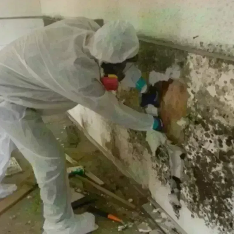 Mold Remediation and Removal in Dilley, TX